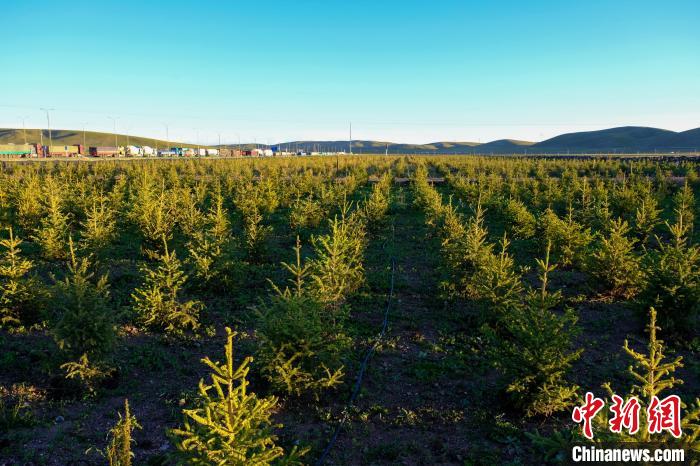 圖為科技團(tuán)隊(duì)在海拔4500米的西藏那曲種出“小森林”，其中超過(guò)7成成功越過(guò)5個(gè)冬天?！〗w波 攝