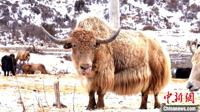 圖為角木那村生態(tài)散養(yǎng)的牦牛?！“蜕Ｇ?　攝