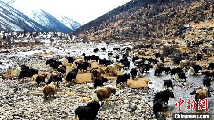 圖為角木那村生態(tài)散養(yǎng)的牦牛正在覓食?！『槿艉?攝