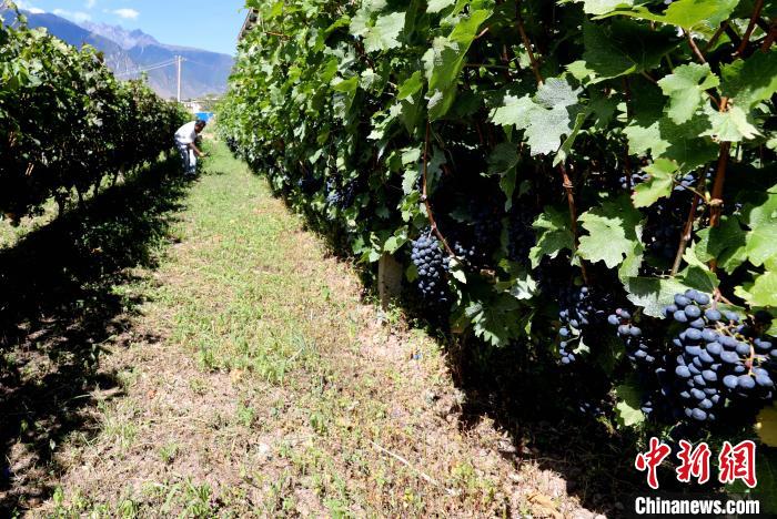 昌都芒康縣依托“兩江流域”干熱河谷地帶地理優(yōu)勢將康巴蜜橘、蘋果、甜石榴、葡萄、蜜桃等經(jīng)濟林木種植?！〔际忻⒖悼h委宣傳部供圖