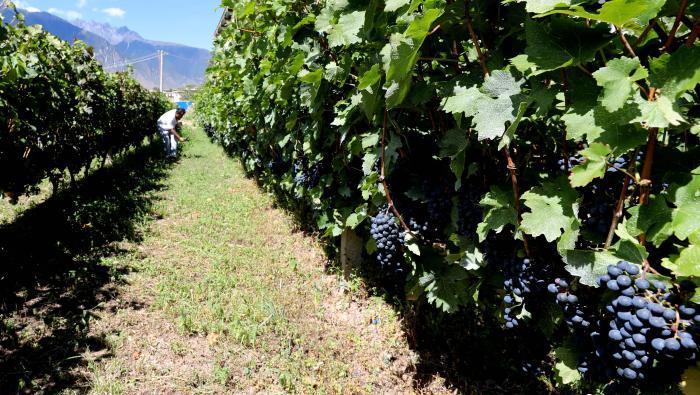 昌都芒康縣依托“兩江流域”干熱河谷地帶地理優(yōu)勢(shì)將康巴蜜橘、蘋果、甜石榴、葡萄、蜜桃等經(jīng)濟(jì)林木種植?！〔际忻⒖悼h委宣傳部供圖