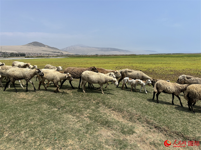 當(dāng)?shù)貢r(shí)間11月15日，羊群在錢凱港附近的圣羅莎濕地棲息。人民網(wǎng)記者 周雨攝