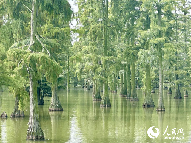 湖北省武漢漲渡湖濕地，池杉“破水而出”。人民網(wǎng)記者 張沛攝