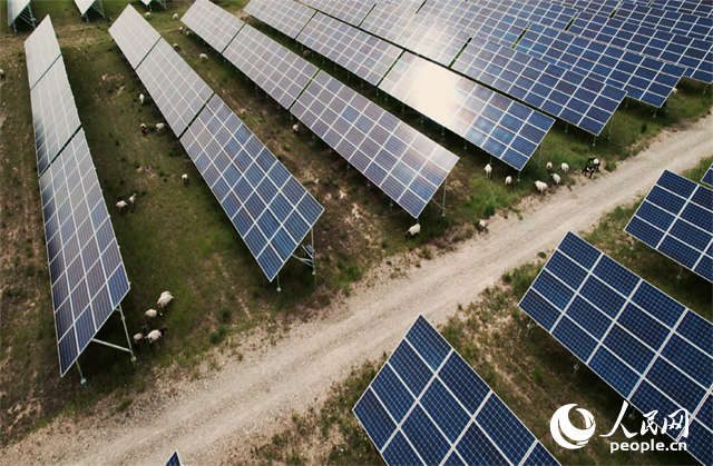 羊群在青海省海南州共和縣塔拉灘的光伏園區(qū)內(nèi)吃草。人民網(wǎng)記者 馬天翼攝