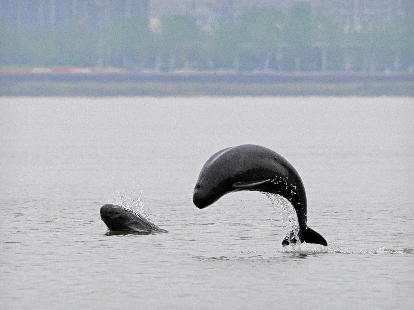 文化中國行 長江之歌丨微笑的江豚，從四千年前“游”來