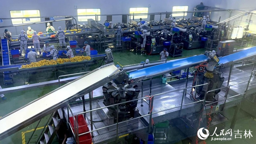 吉林省農(nóng)嫂食品有限公司生產(chǎn)車間內(nèi)一片火熱。人民網(wǎng)記者 王海躍攝