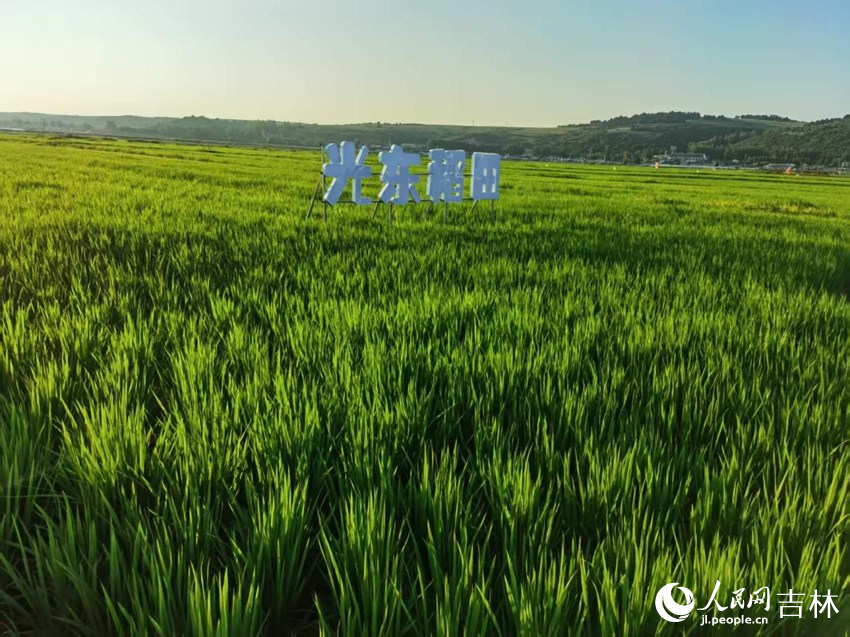 光東村稻田風景美如畫（資料圖片）。人民網(wǎng)記者 王海躍攝