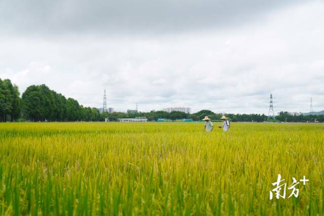 文化組的兩名成員正行走在稻田里。