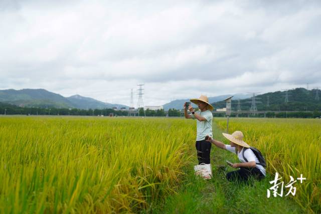 文化組的兩名成員正在給稻田拍照。