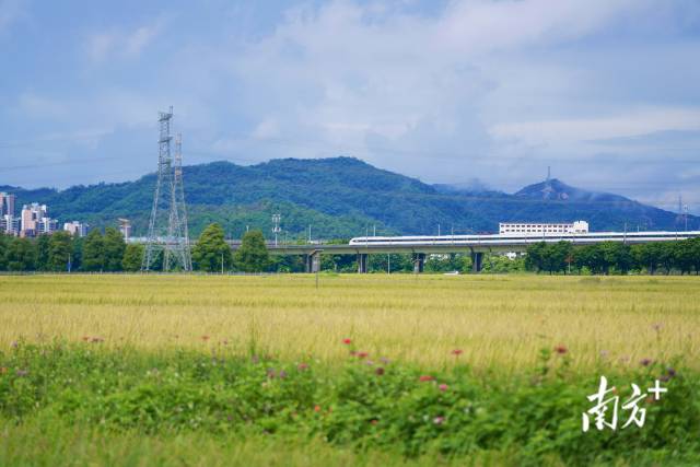 高鐵掠過崖口村稻田。