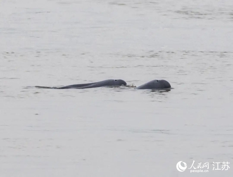 在南京長(zhǎng)江新濟(jì)洲國(guó)家濕地公園拍到的江豚。人民網(wǎng)記者 王丹丹攝