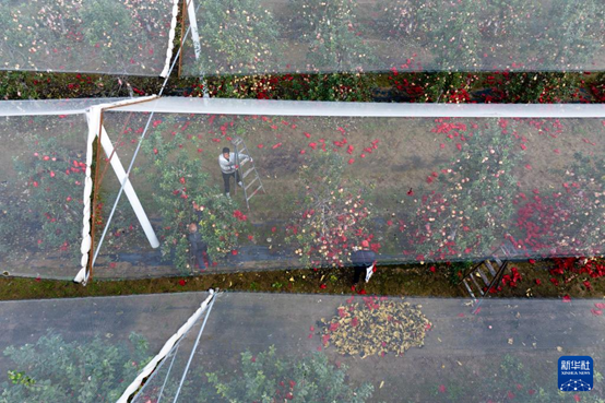 【高質(zhì)量發(fā)展看陜西】“上天”的延安蘋果，蘊(yùn)藏哪些新質(zhì)生產(chǎn)力