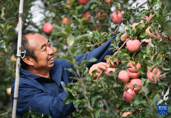 【高質(zhì)量發(fā)展看陜西】“上天”的延安蘋果，蘊(yùn)藏哪些新質(zhì)生產(chǎn)力