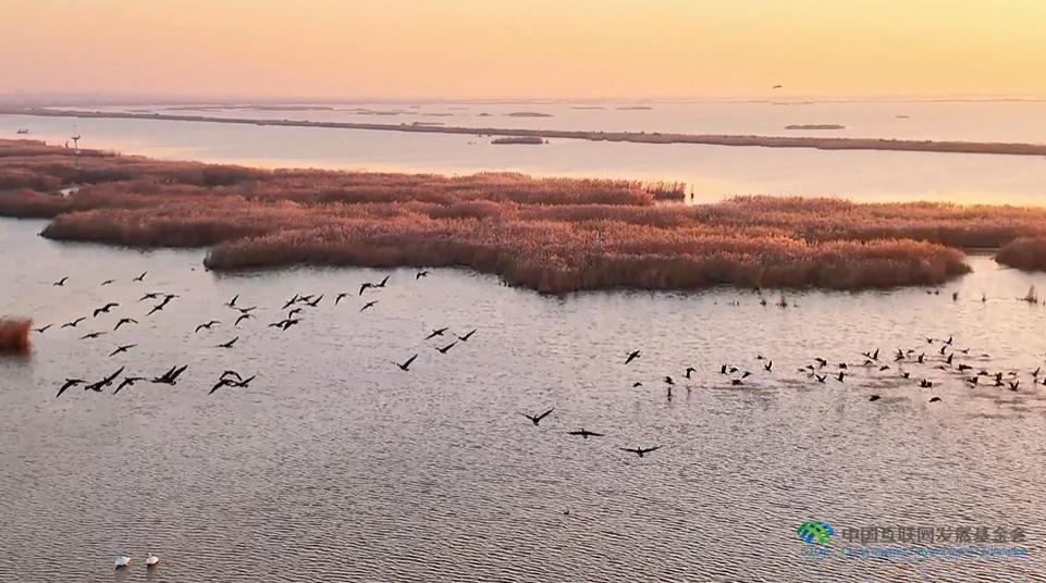 “兩山”理念與美麗中國丨濕地與候鳥，一場歲歲年年的相守