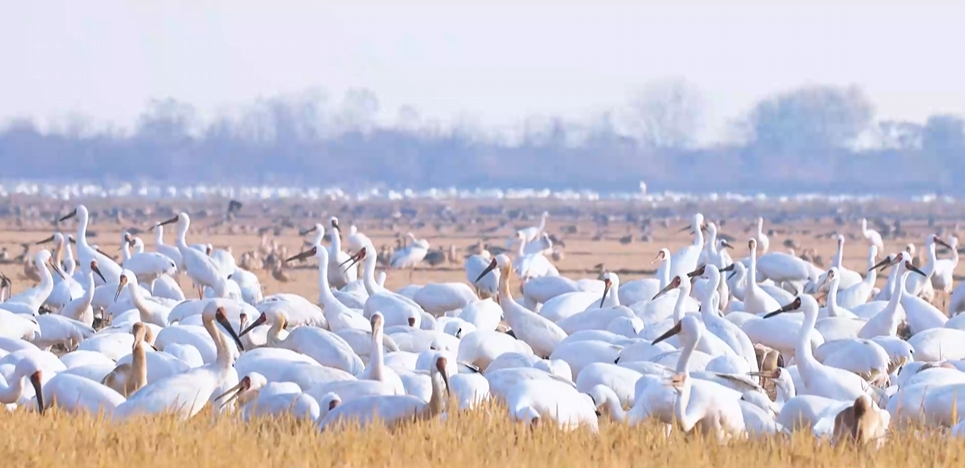 “兩山”理念與美麗中國丨濕地與候鳥，一場歲歲年年的相守