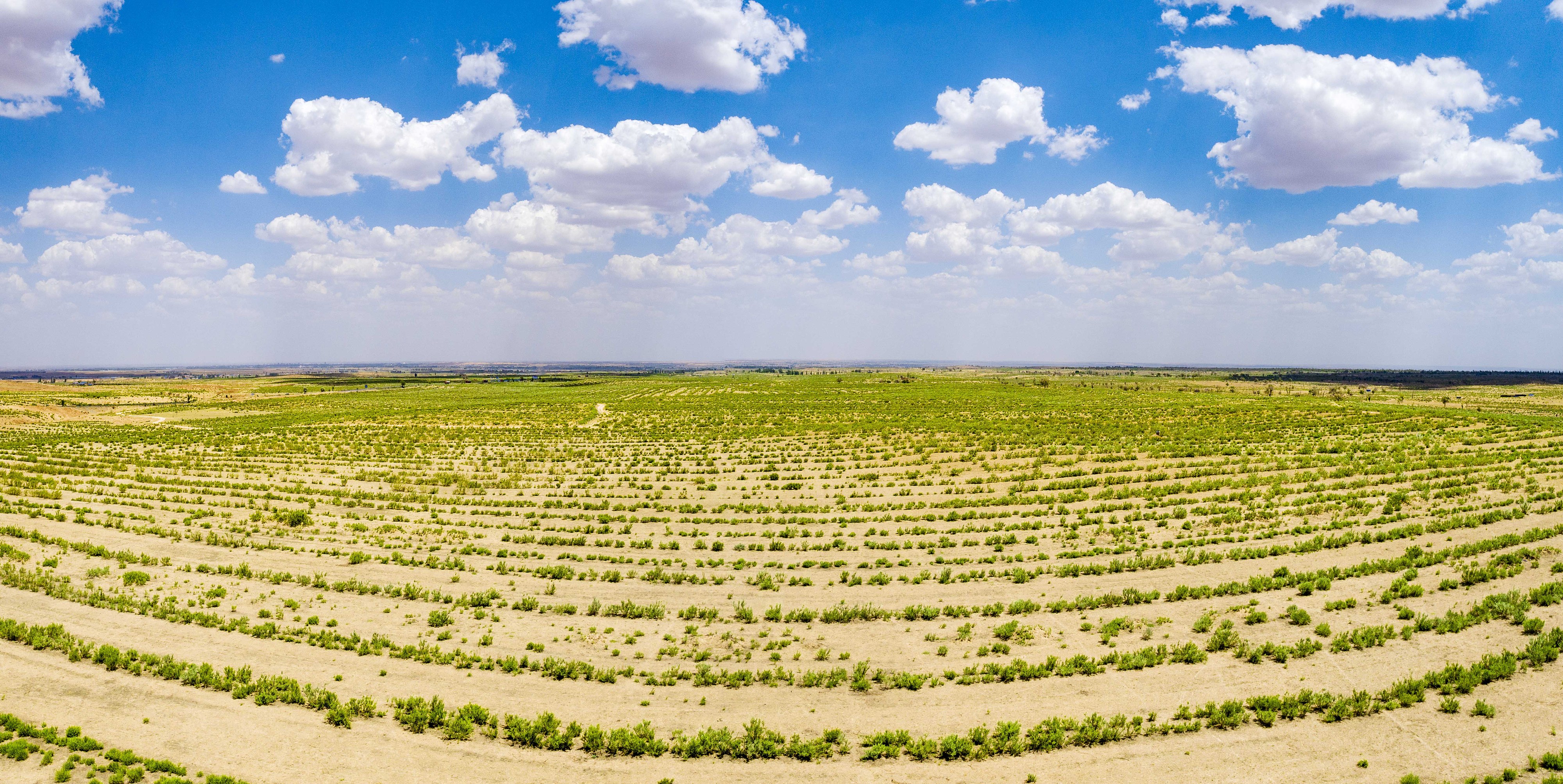2023年6月7日，內(nèi)蒙古鄂爾多斯，毛烏素沙漠。