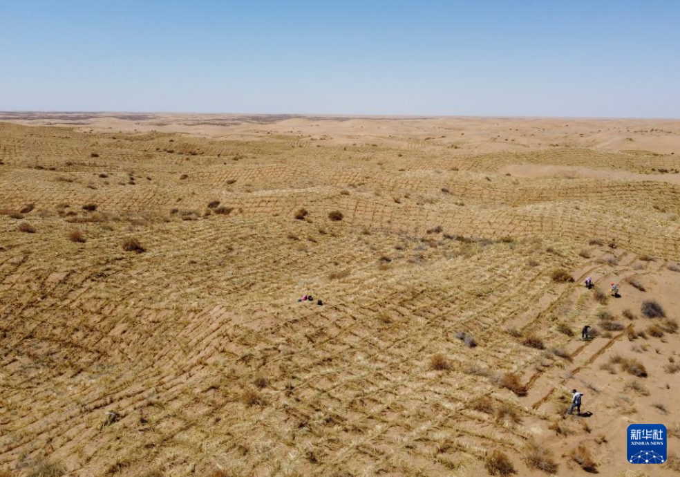 2024年4月10日，群眾在古浪縣八步沙林場(chǎng)麻黃塘沙區(qū)用草方格壓沙。新華社發(fā)（無(wú)人機(jī)照片）