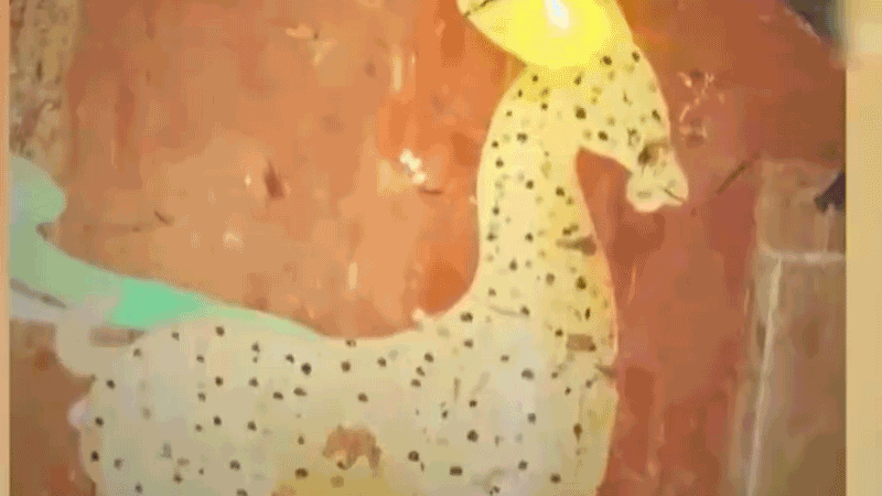 在全新技術(shù)支持下，敦煌莫高窟實(shí)現(xiàn)了窟內(nèi)文物窟外看的新體驗(yàn)。