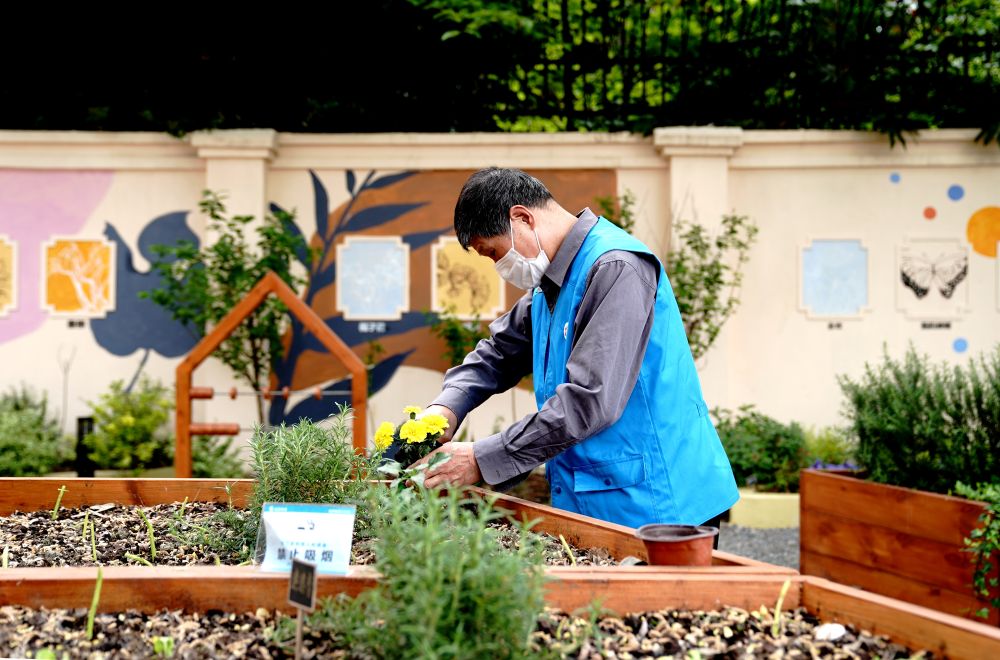 上海市長寧區(qū)虹旭小區(qū)居民在整理改造社區(qū)花園。居民們把堆肥箱里發(fā)酵出來的“綠色材料”和土壤拌在一起鋪在種植箱中（2020年4月22日攝）。新華社記者 張建松 攝