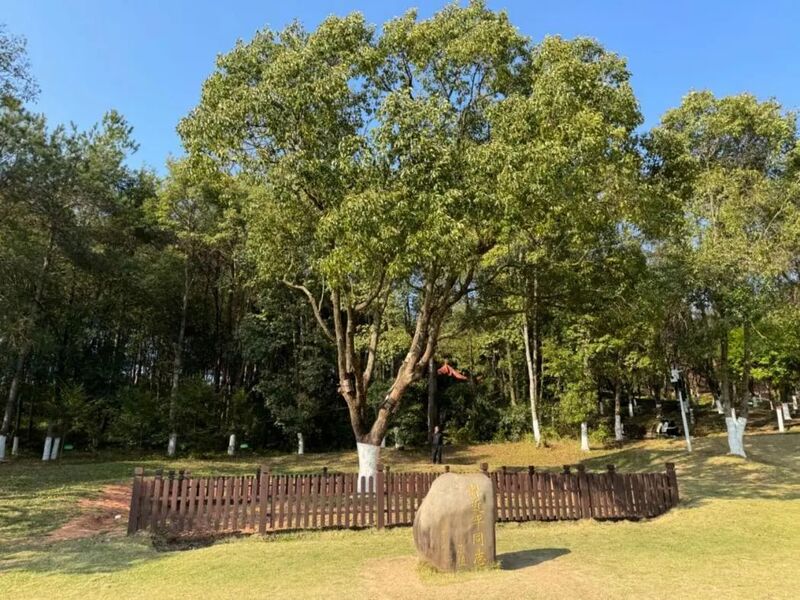 習(xí)近平同志為福建省長汀縣水土保持科教園捐種的香樟樹。圖源：學(xué)習(xí)時報