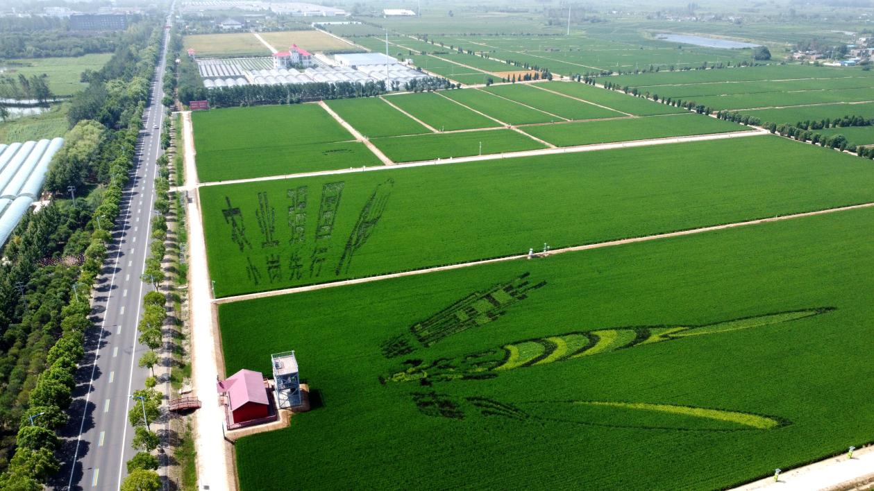 俯瞰小崗村高標(biāo)準(zhǔn)農(nóng)田。鳳陽(yáng)縣委宣傳部供圖
