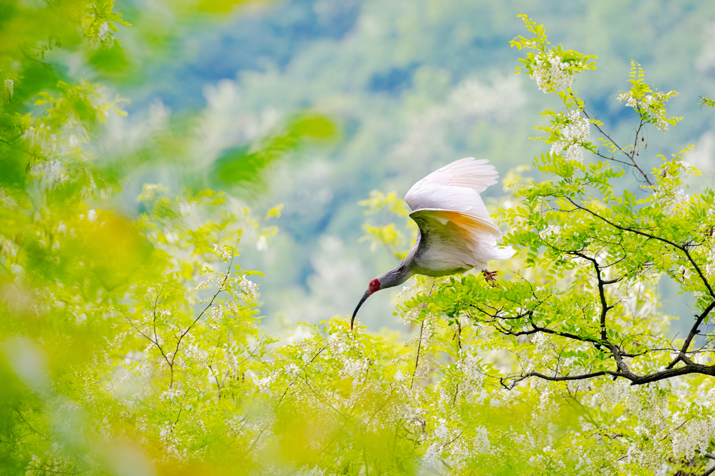 2024年5月2日，一只秦嶺以北野放朱鹮在陜西省銅川市耀州區(qū)沮河上游洋槐林中飛翔。