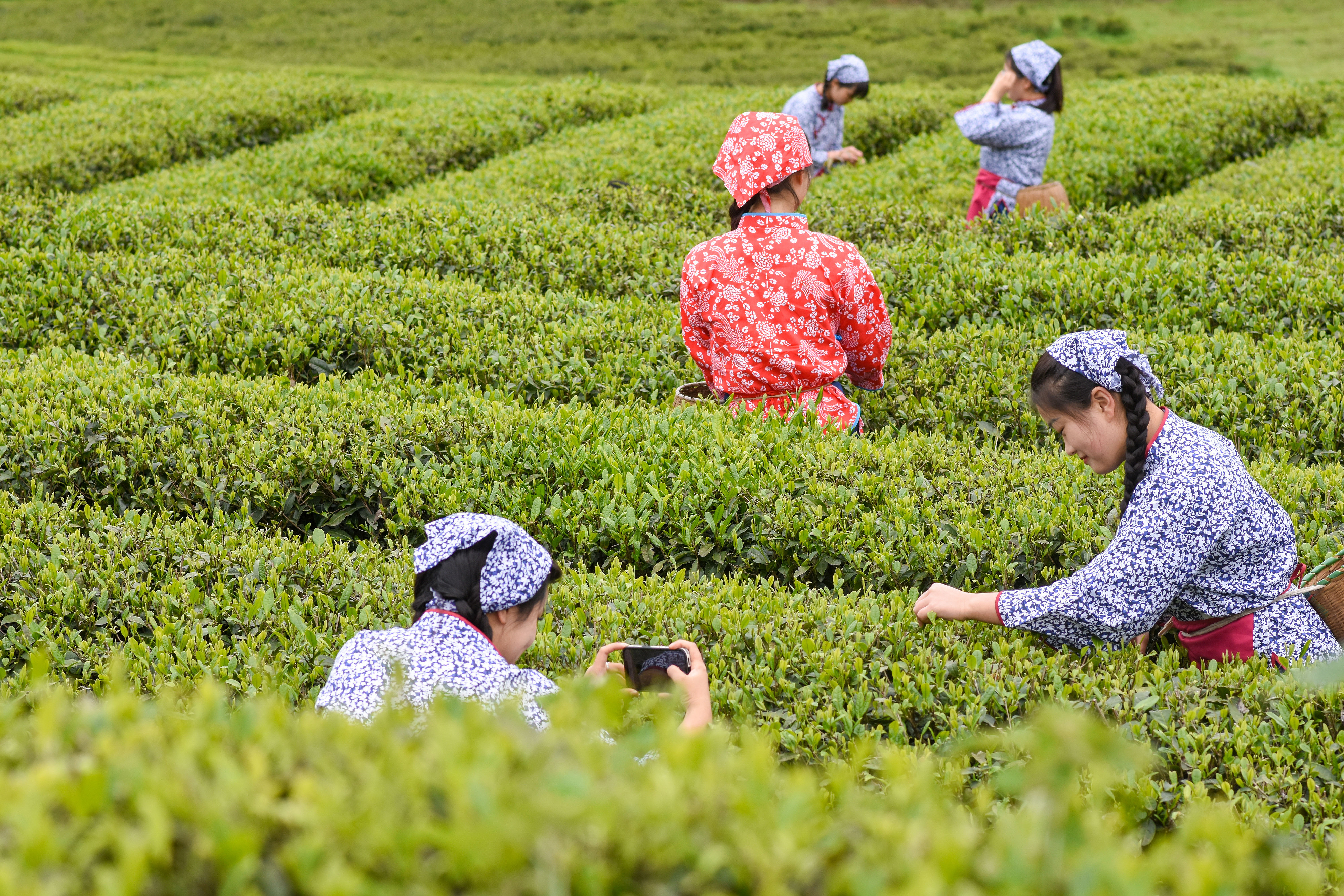 2023年4月6日，游客在貴州省銅仁市江口縣怒溪鎮(zhèn)駱象村生態(tài)茶園體驗(yàn)采茶樂趣。