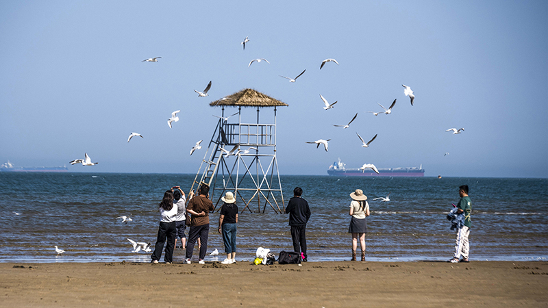 2024年5月12日，河北秦皇島，北戴河鴿子窩公園成群海鷗在天空中自由翱翔，與大海、藍天構成了一幅美麗的畫卷。