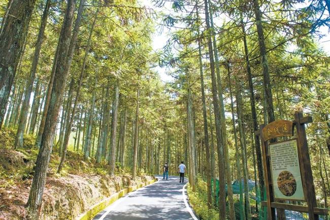 福建周寧縣黃振芳家庭林場。（圖源：央視新聞）