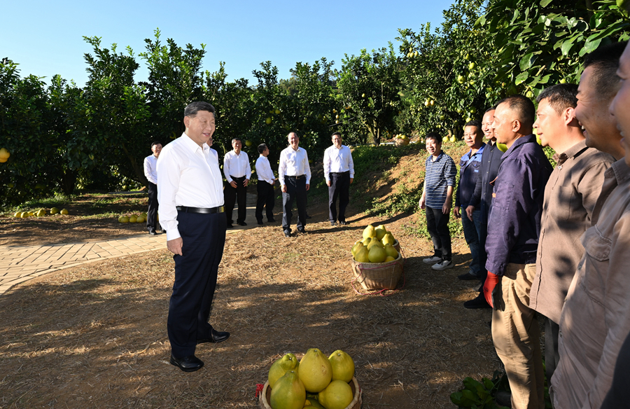 2025年11月7日，習(xí)近平總書記在梅州市梅縣區(qū)雁洋鎮(zhèn)南福金柚種植基地考察時(shí)，同果農(nóng)和農(nóng)技人員親切交流。