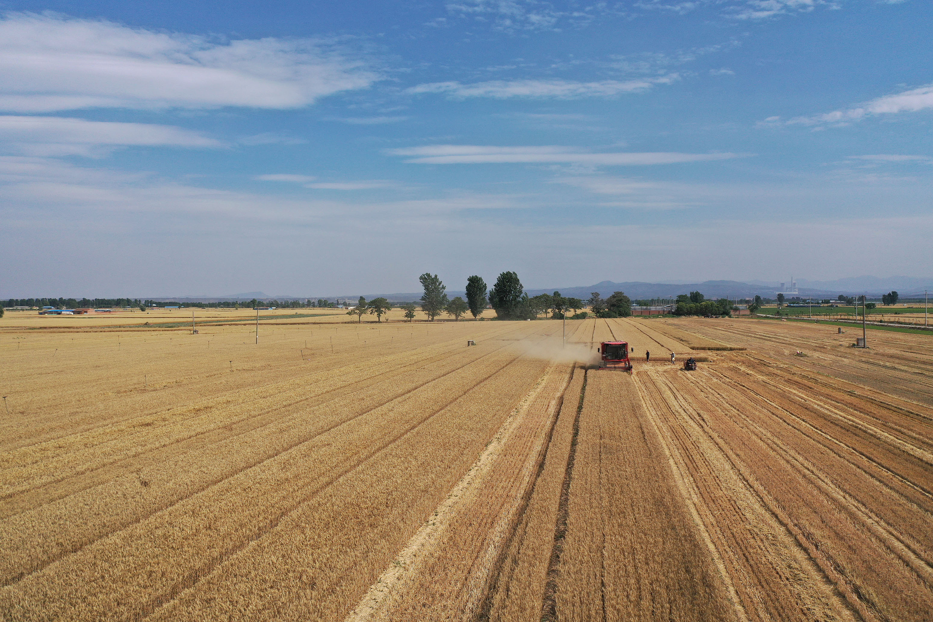 2025年6月3日，河南焦作，溫縣黃河街道灘王莊村農(nóng)民駕駛收割機收獲小麥。
