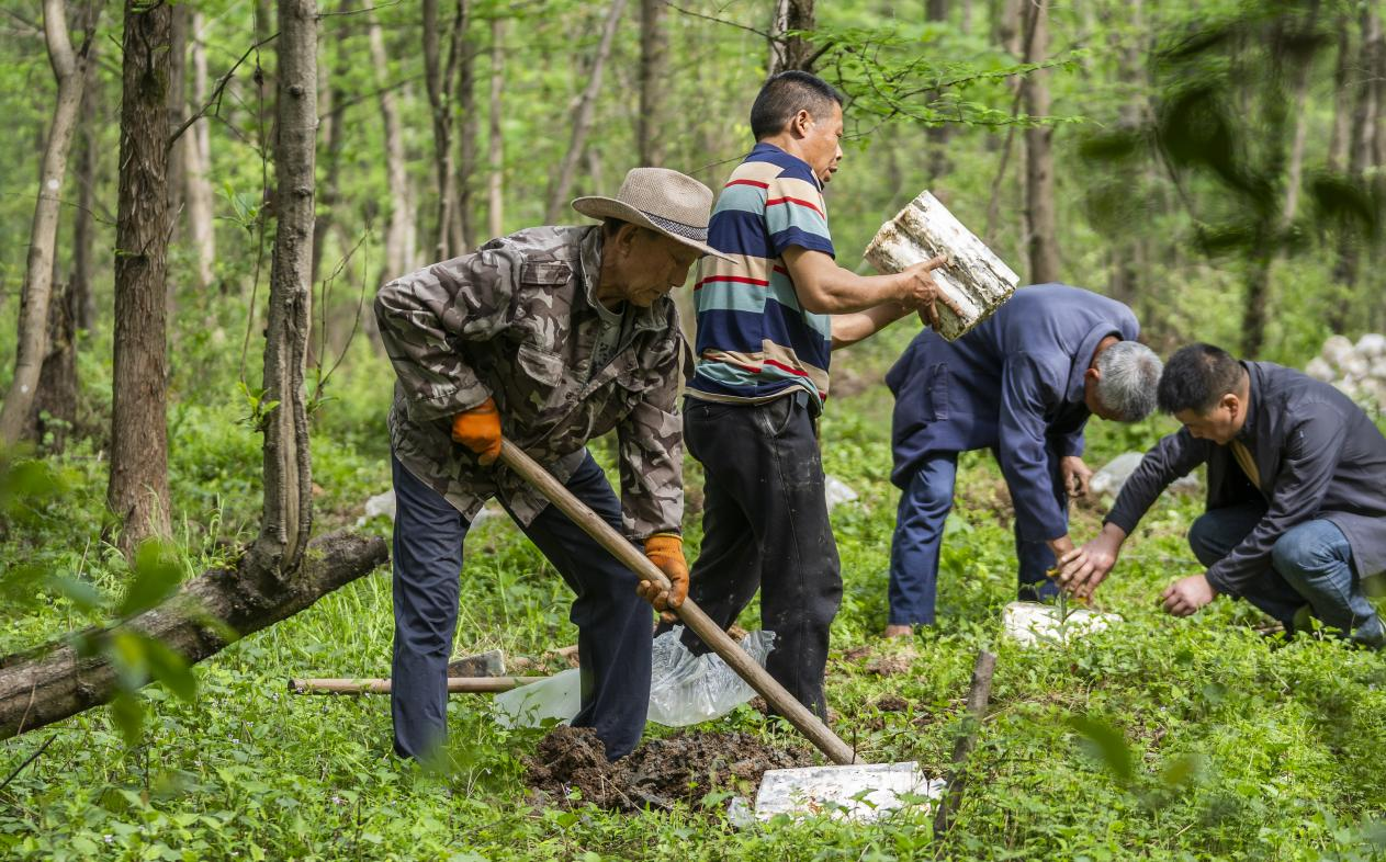 2025年4月16日，江西新余，仙女湖區(qū)河下鎮(zhèn)花園村林場，人們正在搬運(yùn)、栽植靈芝菌棒。