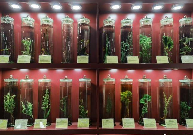 圖為藏藥藥材標(biāo)本。　張海雯 攝.jpg