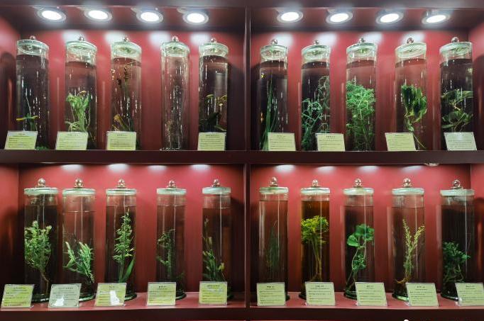 圖為藏藥藥材標(biāo)本。???張海?? ??.jpg