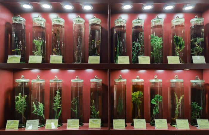 圖為藏藥藥材標(biāo)本。???張海?? ??.jpg