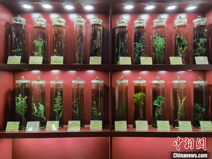 圖為藏藥藥材標本。　張海雯 攝.jpg