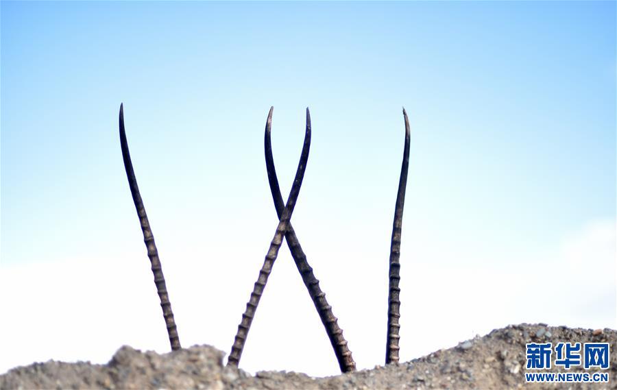 (環(huán)境)(4)羌塘自然保護(hù)區(qū):悠閑的藏羚羊