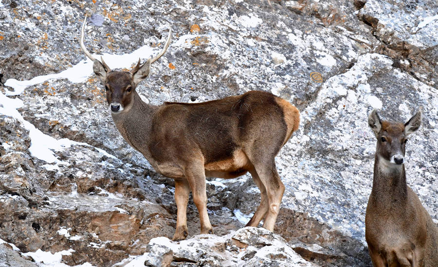 活躍在青海省海西州柏樹山的白唇鹿。巴圖那生攝