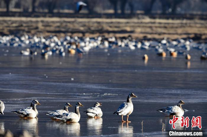 圖為拉薩市林周縣境內(nèi)越冬的候鳥?！∝暩聛硭?攝
