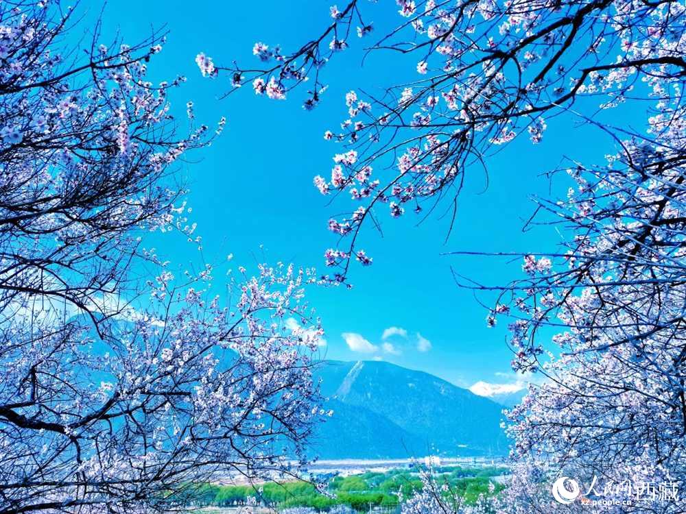 桃花在藍(lán)天白云的映襯下分外好看。人民網(wǎng) 李海霞攝