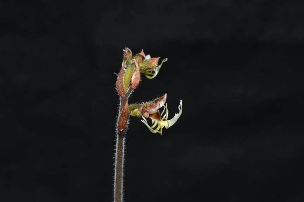 墨脫金線蘭。金效華攝