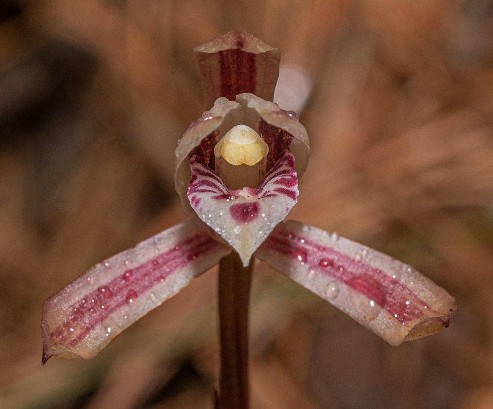 大根蘭。葉超攝