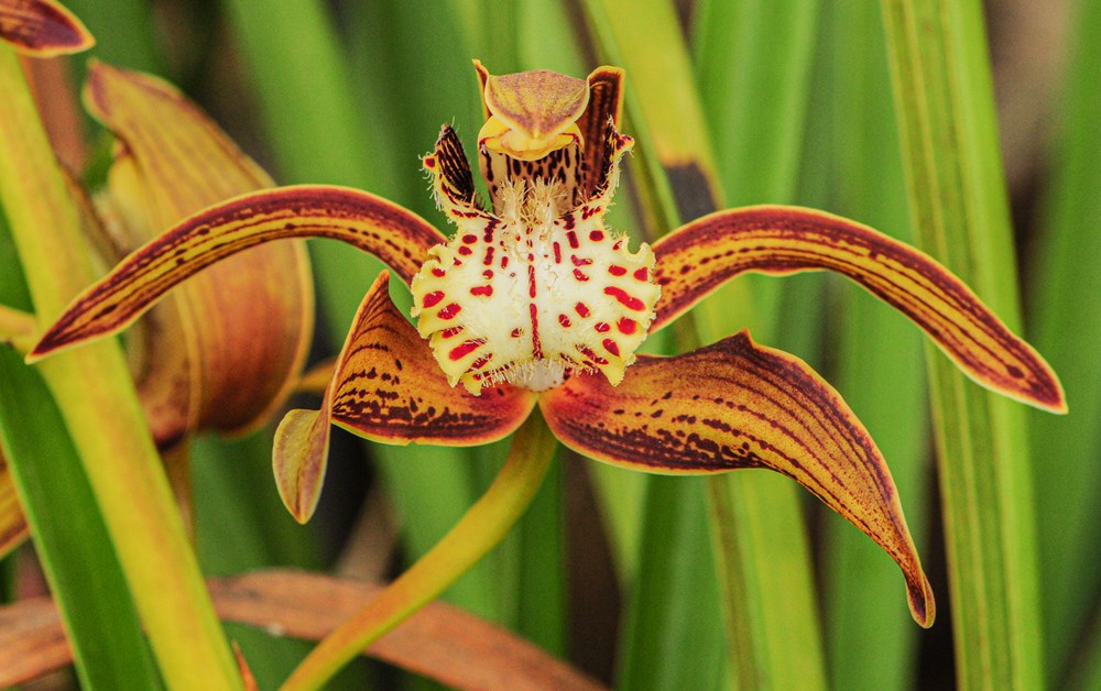 西藏虎頭蘭。李劍武攝