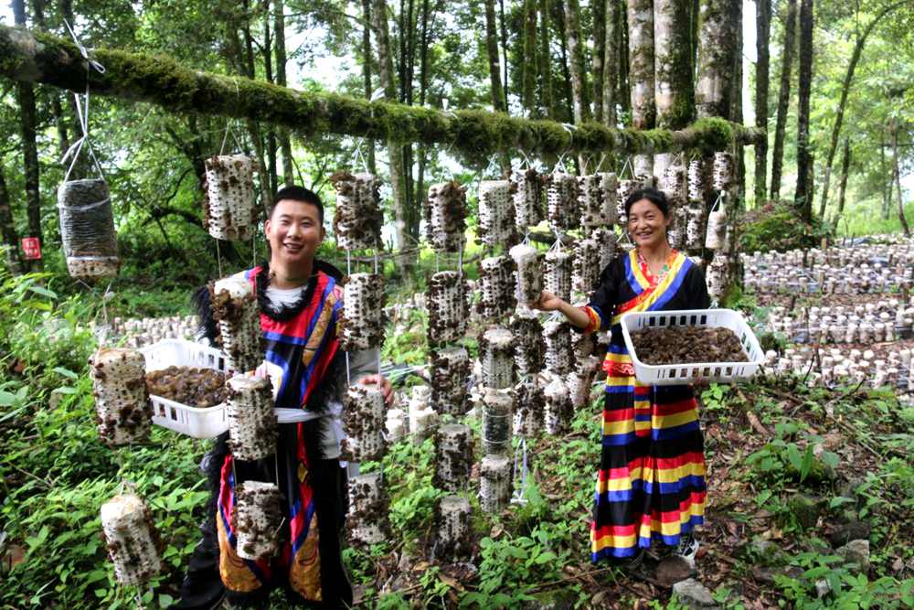 木耳豐收。次仁央宗攝