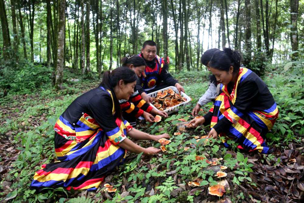 身著民族服的村民正在采摘靈芝。次仁央宗攝