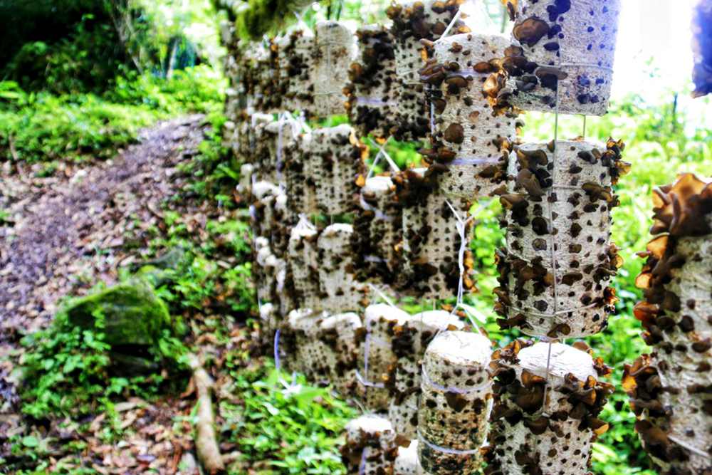 生長中的木耳。次仁央宗攝