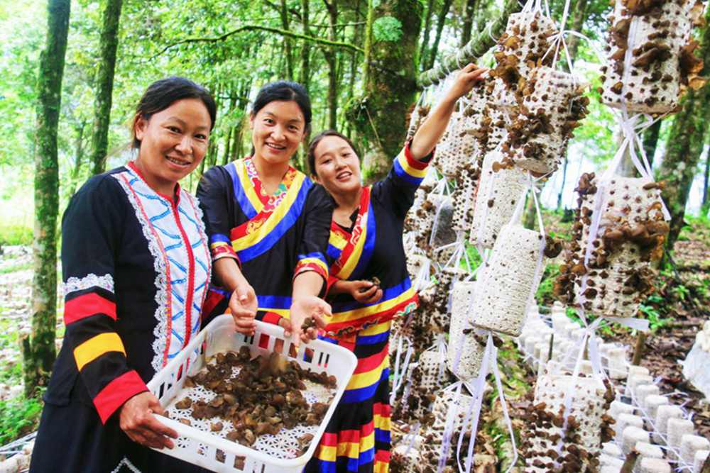 木耳產(chǎn)量頗豐。次仁央宗攝