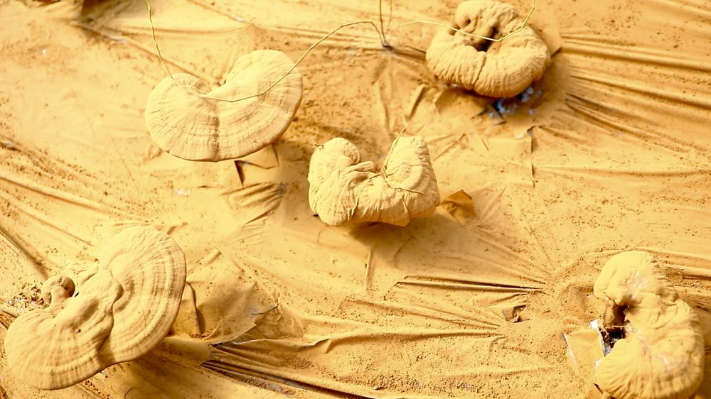 靈芝基地內(nèi)孢子粉布滿塑料膜。