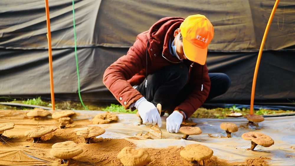 采收靈芝孢子粉。