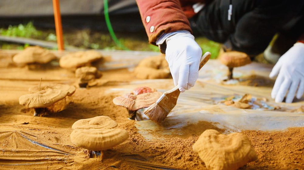 采收靈芝孢子粉。